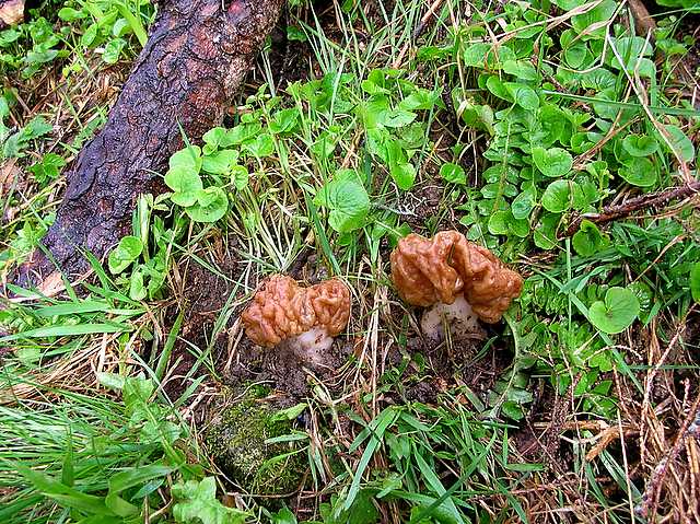 2005 :  Un anno di funghi